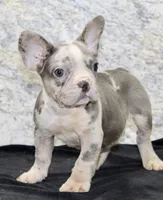 Dallas Male AKC French Bulldog, a male French Bulldog for sale in North Canton, OH – 5 of 6