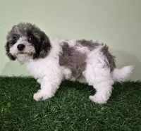 Chevelle, a female Poodle - Miniature  for sale in North Canton, OH – 7 of 10