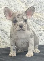 Birdie Female AKC French Bulldog, a female French Bulldog for sale in North Canton, OH – 6 of 6