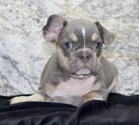 Gloria Female AKC French Bulldog, a female French Bulldog for sale in North Canton, OH – 2 of 5