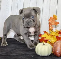 Eric Male AKC French Bulldog, a male French Bulldog for sale in North Canton, OH – 4 of 5