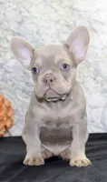 Dylan Male AKC French Bulldog, a male French Bulldog for sale in North Canton, OH – 3 of 5