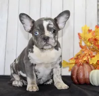 Michelle Female AKC French Bulldog, a female French Bulldog for sale in North Canton, OH – 3 of 10