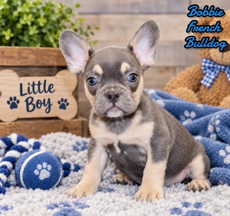 Bobbie Male AKC French Bulldog – French Bulldog puppy for sale in North Canton, OH