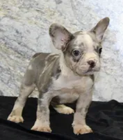 Dallas Male AKC French Bulldog, a male French Bulldog for sale in North Canton, OH – 4 of 6