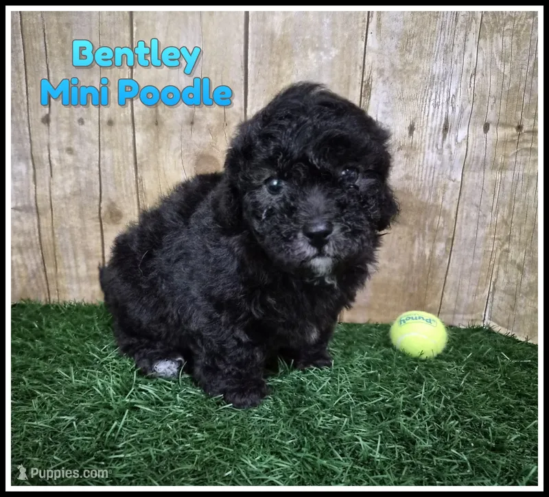 Bentley – Poodle - Miniature  puppy for sale in North Canton, OH