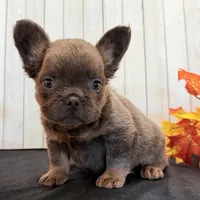 Davy Male Fluffy AKC French Bulldog, a male French Bulldog for sale in North Canton, OH – 6 of 9