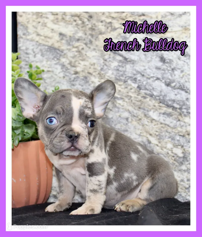Michelle Female AKC French Bulldog – French Bulldog puppy for sale in North Canton, OH