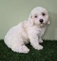 Mercedes, a female Poodle - Miniature  for sale in North Canton, OH – 6 of 10