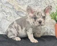 Birdie Female AKC French Bulldog, a female French Bulldog for sale in North Canton, OH – 5 of 6