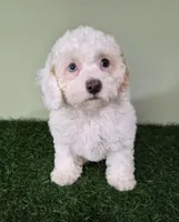 Mercedes, a female Poodle - Miniature  for sale in North Canton, OH – 2 of 10