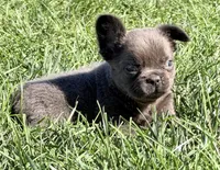 Duke Male Fluffy AKC French Bulldog, a male French Bulldog for sale in North Canton, OH – 6 of 7