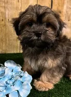 Whiskey, a male Shih Tzu and Shorkie for sale in North Canton, OH – 5 of 6