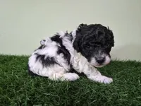 Cooper, a male Poodle - Miniature  for sale in North Canton, OH – 5 of 6