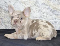 Ernie Male AKC French Bulldog, a male French Bulldog for sale in North Canton, OH – 6 of 7