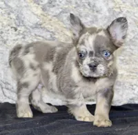 Lance Male AKC French Bulldog, a male French Bulldog for sale in North Canton, OH – 6 of 6
