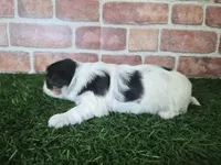 Willow, a female Biewer for sale in North Canton, OH – 3 of 5