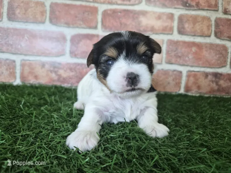 Willow – Biewer puppy for sale in North Canton, OH