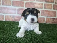 Willow, a female Biewer for sale in North Canton, OH – 1 of 5