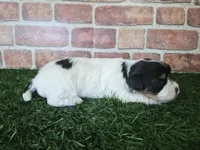 Willow, a female Biewer for sale in North Canton, OH – 4 of 5