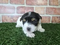 Willow, a female Biewer for sale in North Canton, OH – 2 of 5