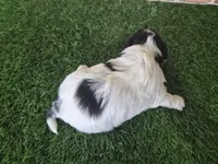 Willow, a female Biewer for sale in North Canton, OH – 5 of 5