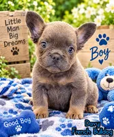 Davy Male Fluffy AKC French Bulldog, a male French Bulldog for sale in North Canton, OH – 1 of 9