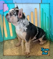 Jewel Female AKC French Bulldog, a female French Bulldog for sale in North Canton, OH – 10 of 10