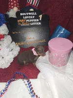 LZCF20260511-1, a female Miniature Pinscher for sale in Mauldin, SC – 6 of 7