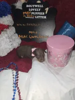 LZCF20260511-1, a female Miniature Pinscher for sale in Mauldin, SC – 7 of 7