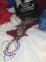LZCF20260511-2, a male Miniature Pinscher for sale in Mauldin, SC – 3 of 6