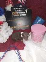 LZCF20260511-1, a female Miniature Pinscher for sale in Mauldin, SC – 4 of 7