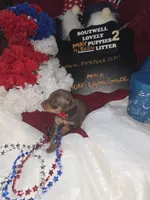 LZCF20260511-2, a male Miniature Pinscher for sale in Mauldin, SC – 6 of 6