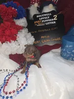 LZCF20260511-2, a male Miniature Pinscher for sale in Mauldin, SC – 2 of 6
