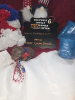 LZCF20260511-6, a male Miniature Pinscher for sale in Mauldin, SC – 6 of 6