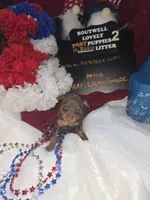 LZCF20260511-2, a male Miniature Pinscher for sale in Mauldin, SC – 1 of 6