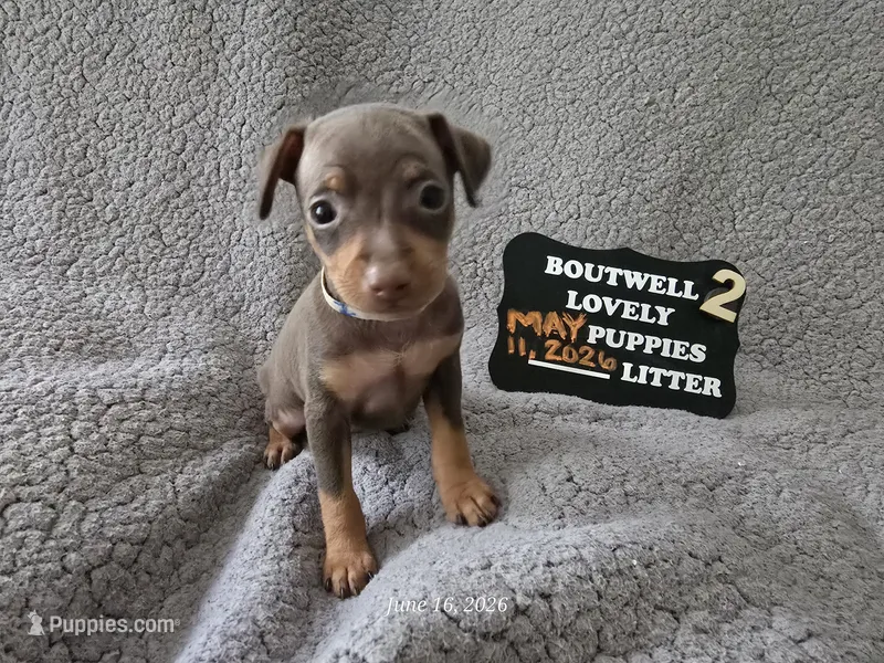 LZCF20260511-2 – Miniature Pinscher puppy for sale in Mauldin, SC