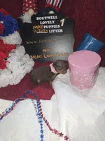 LZCF20260511-1, a female Miniature Pinscher for sale in Mauldin, SC – 5 of 7