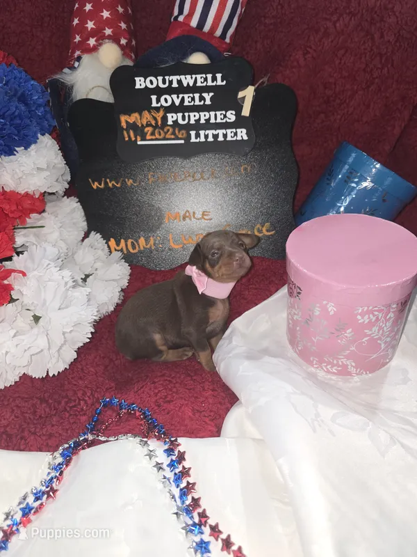LZCF20260511-1 – Miniature Pinscher puppy for sale in Mauldin, SC