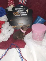 LZCF20260511-1, a female Miniature Pinscher for sale in Mauldin, SC – 1 of 7