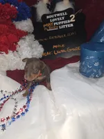 LZCF20260511-2, a male Miniature Pinscher for sale in Mauldin, SC – 5 of 6