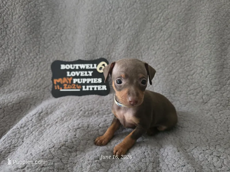 LZCF20260511-6 – Miniature Pinscher puppy for sale in Mauldin, SC