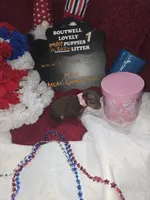 LZCF20260511-1, a female Miniature Pinscher for sale in Mauldin, SC – 3 of 7