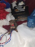 LZCF20260511-2, a male Miniature Pinscher for sale in Mauldin, SC – 4 of 6