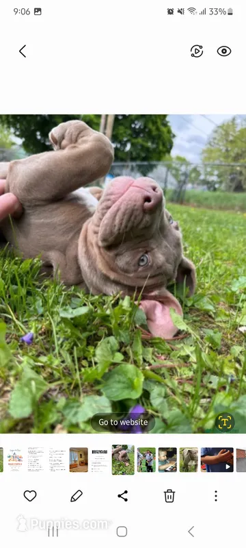 Hazlenut – American Bully puppy for sale in Ashland, NH
