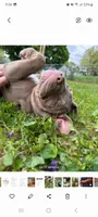Hazlenut, a female American Bully for sale in Ashland, NH – 1 of 6