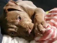 Hazlenut, a female American Bully for sale in Ashland, NH – 5 of 6