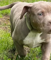 Hazlenut, a female American Bully for sale in Ashland, NH – 3 of 6