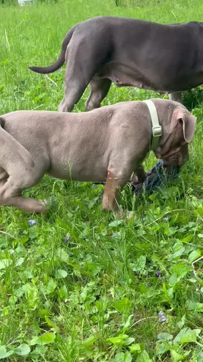 Hazlenut, a female American Bully for sale in Ashland, NH – 6 of 6
