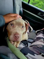 Hazlenut, a female American Bully for sale in Ashland, NH – 4 of 6
